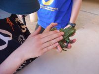 Reproducciones de anfibios P1290599