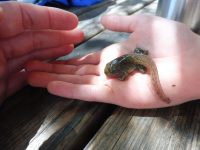 juvenil de rana común P1290608