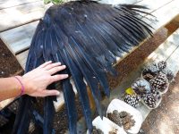 Reconocimiento de plumas P1290609