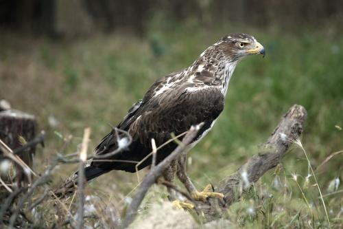 Águila azor perdicera · Aquila fasciata