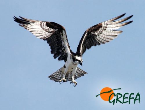 Águila pescadora · Pandion haliaetus