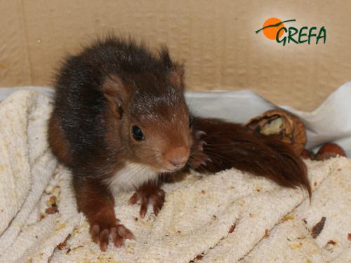 ARDILLA ROJA · SCIURUS VULGARIS