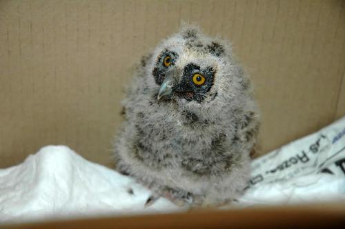 Búho chico · Asio otus