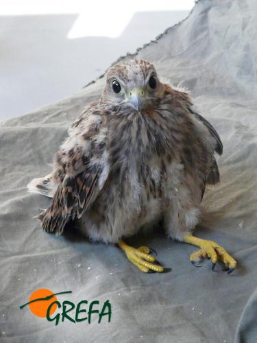 Cernícalo vulgar · Falco tinnunculus