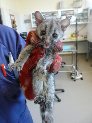 Cría de gineta · Genetta genetta