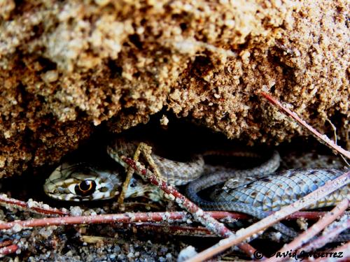 Culebra bastarda · Malpolon monspessulanus