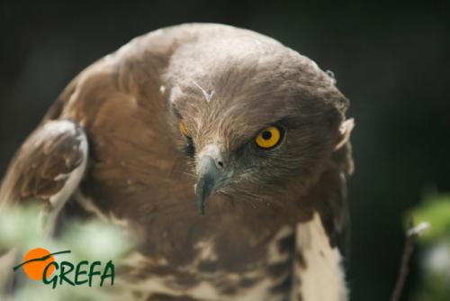 Águila culebrera · Circaetus gallicus