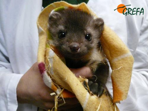 Garduña · Martes foina