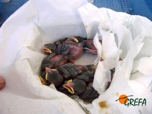 Gorrión común · Passer domesticus