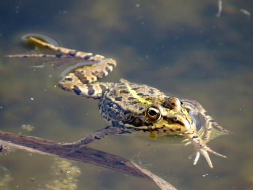 Rana común · Rana perezi