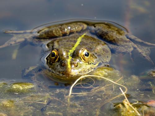 Rana común · Rana perezi