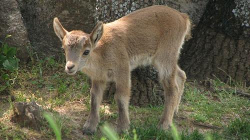 Cría de cabra montés · Capra pyrenaica
