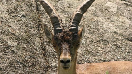 Cabra montés · Capra pyrenaica