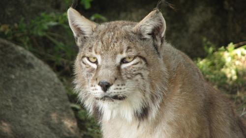 Lince · Lynx pardinus