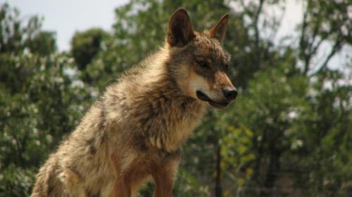 Lobo ibérico · Canis lupus signatus