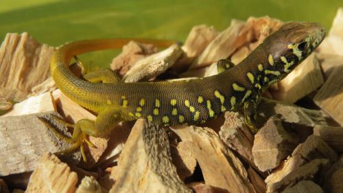 Lagarto verdinegro · Lacerta schreiberi