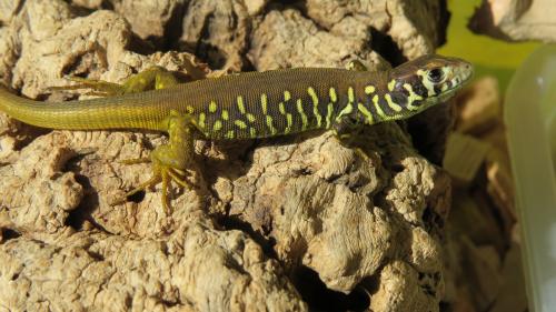 Lagarto verdinegro · Lacerta schreiberi