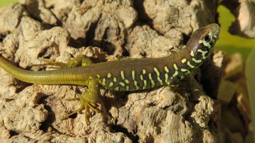 Lagarto verdinegro · Lacerta schreiberi