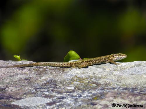 Lagartija roquera · Podarcis muralis