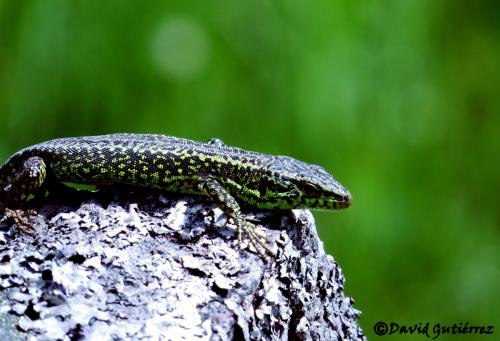 Lagartija serrana · Iberolacerta montcola