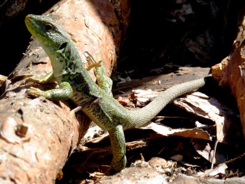 Lagarto ocelado · Timon lepidus