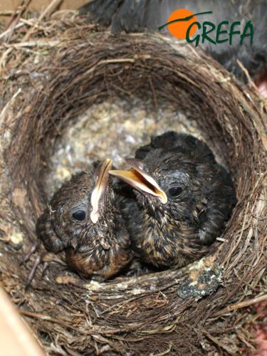 MIRLO · TURDUS MERULA