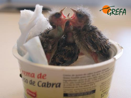 PARDILLO · CARDUELIS CANNABINA