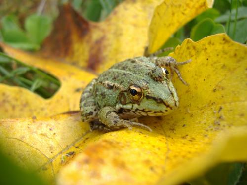 Rana común · Rana perezi