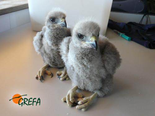 ÁGUILA RATONERA · BUTEO BUTEO