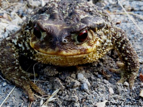 Sapo común · Bufo bufo