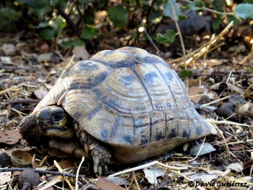 Tortuga mora · Testudo graeca