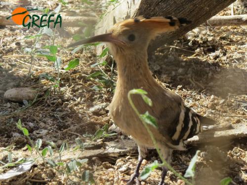 Abubilla · Upupa epops