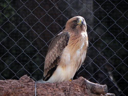 Águila calzada · Hieraaetus pennatus