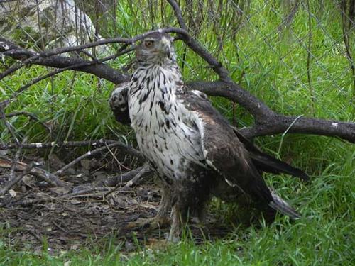 Águila azor perdicera · Aquila fasciata