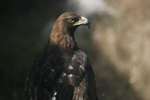 Águila real · Aquila chrysaetos