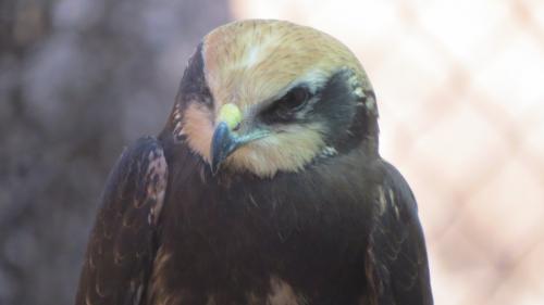 Aguilucho lagunero · Circus aeruginosus