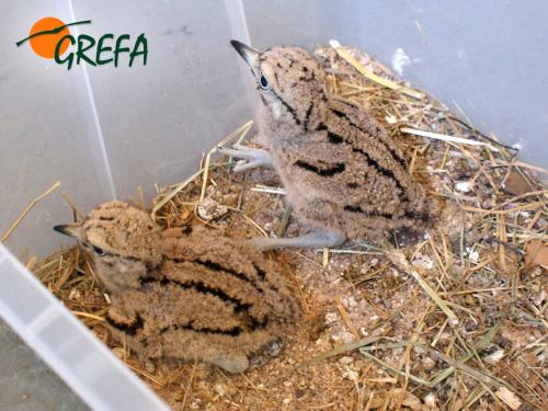 Alcaraván · Burhinus oedicnemus