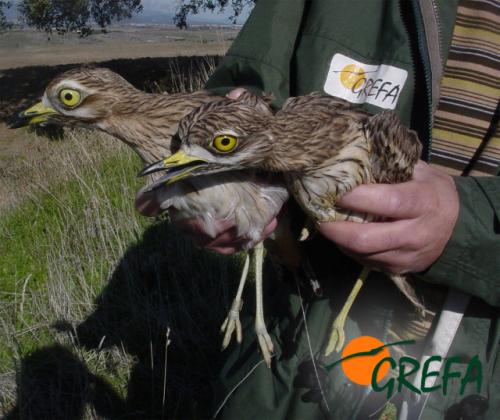 Alcaraván · Burhinus oedicnemus