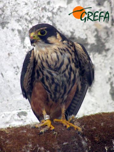 Alcotán · Falco subbuteo