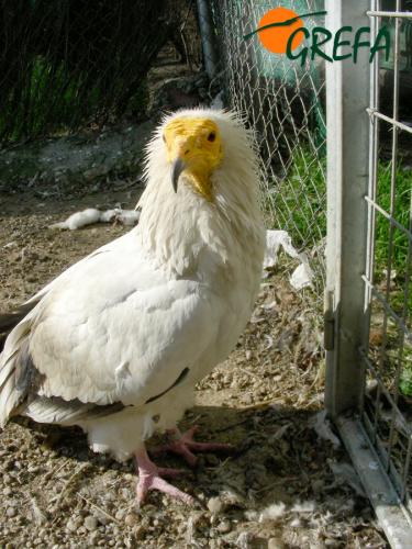 Alimoche · Neophron percnopterus