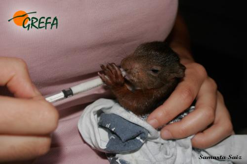 ARDILLA ROJA · SCIURUS VULGARIS