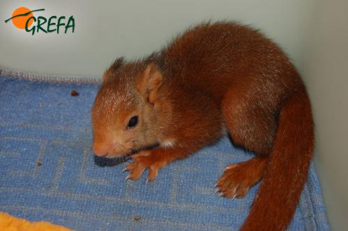 ARDILLA ROJA · SCIURUS VULGARIS