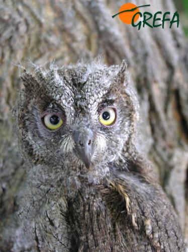 Autillo · Otus scops