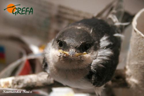 Avion común · Delichon urbicum