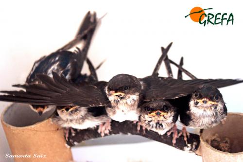 Avion común · Delichon urbicum