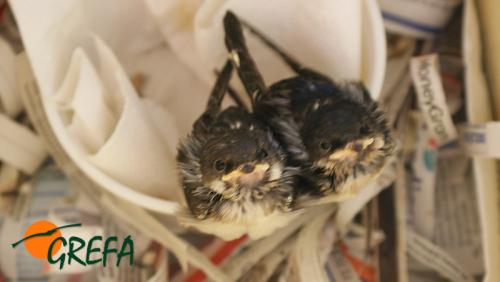 Avion común · Delichon urbicum