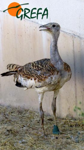 Avutarda · Otis tarda