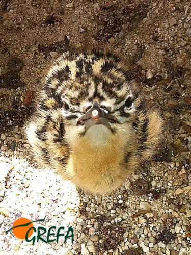 Avutarda · Otis tarda