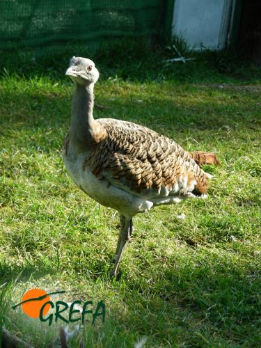 Avutarda · Otis tarda