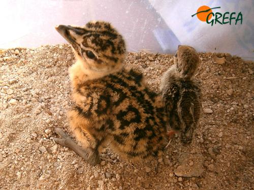 Avutarda y perdíz· Otis tarda y Alectoris rufa